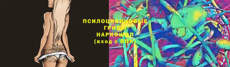 Псилоцибиновые грибы Cubensis  Ермолино 